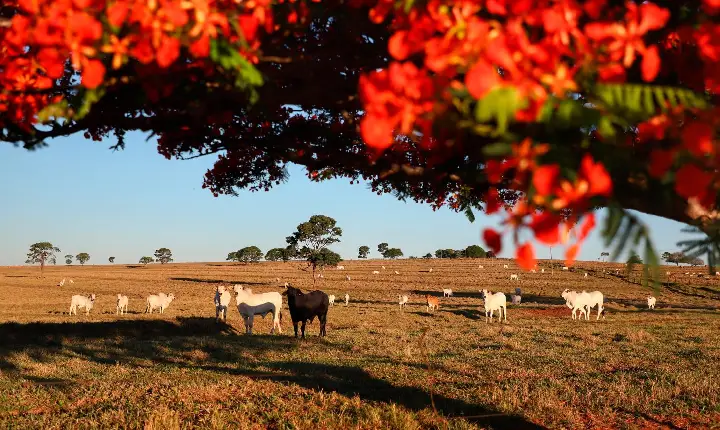 Adapar inicia nesta sexta-feira a Campanha de Atualização de Rebanhos 2026