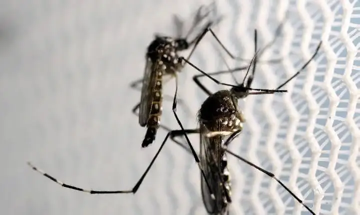 Alerta reforça combate a arboviroses como dengue e chikungunya por causa do El Niño