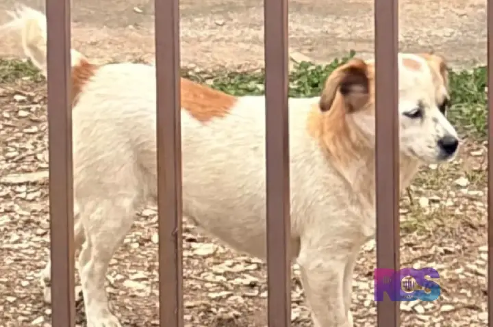 Cachorro ajuda Polícia Civil a identificar suspeito de furto na APAE de Coronel Domingos Soares