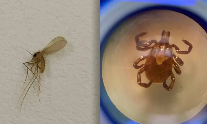 Carrapato e mosquito-palha: Saúde reforça cuidados contra transmissores de doenças