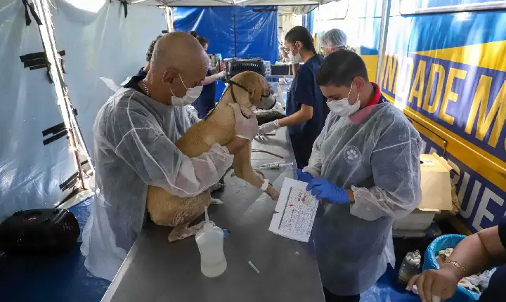 CastraPet vai estrear em 84 municípios do Paraná durante o 5º ciclo