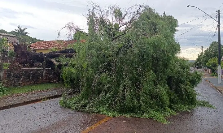 Chuva e vento forte derrubam árvores em diversos pontos de São Jorge D’Oeste