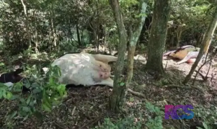 CINCO VACAS MORREM APÓS INGERIREM PLANTA TÓXICA NO INTERIOR DE SAUDADE DO IGUAÇU