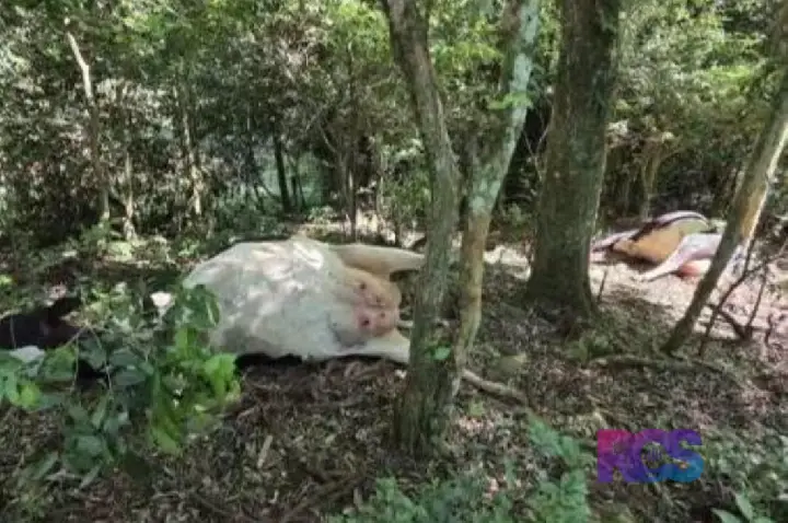 CINCO VACAS MORREM APÓS INGERIREM PLANTA TÓXICA NO INTERIOR DE SAUDADE DO IGUAÇU