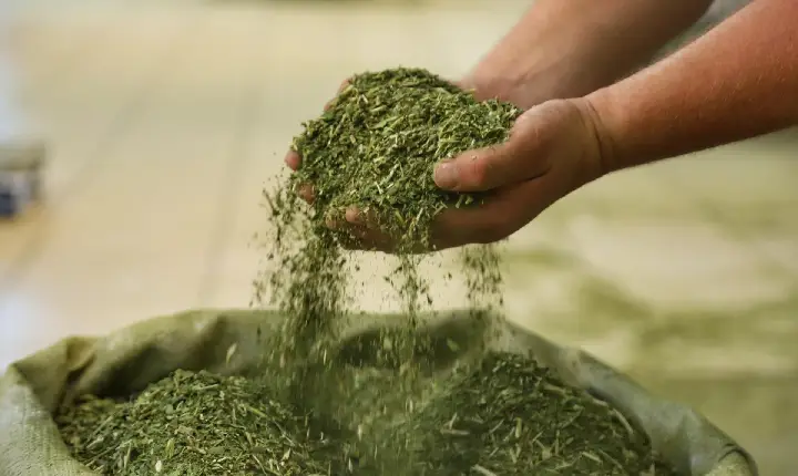 Crescimento da produção de erva-mate do Paraná supera outros estados do Sul