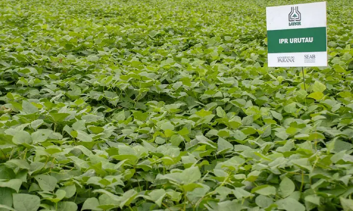 Cultivar de feijão criada pelo IDR-Paraná é destaque em congresso internacional