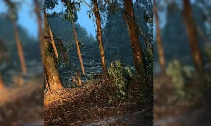 Defesa Civil confirma passagem de tornado em município do Oeste de SC
