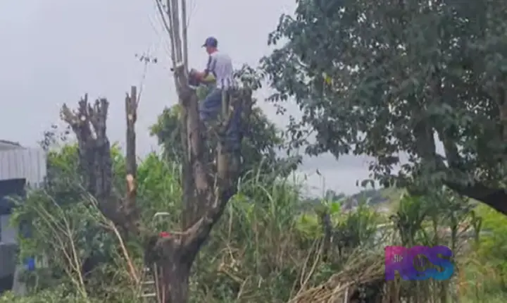 Departamento de urbanismo executa a poda de árvores e planeja a padronização da arborização no município.