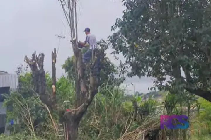 Departamento de urbanismo executa a poda de árvores e planeja a padronização da arborização no município.