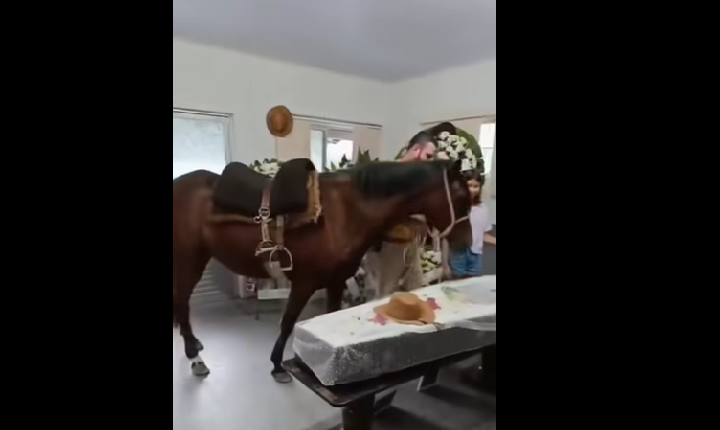 Despedida comovente: égua reconhece tutor durante velório e emociona comunidade em SC