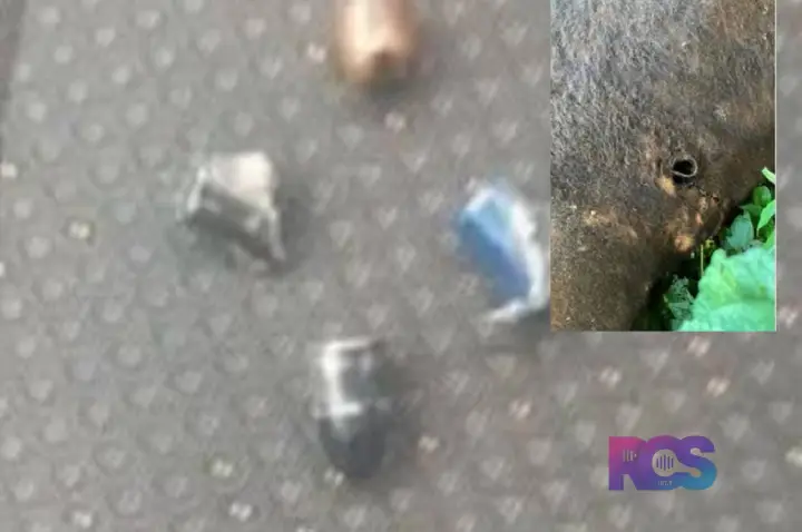 Disparos de arma de fogo matam bovino e atingem casa na zona rural de Francisco Beltrão