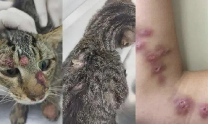 Dois Vizinhos confirma casos de esporotricose e reforça alerta sobre riscos à saúde humana e animal