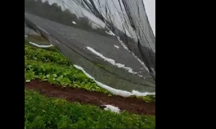 Granizo causa prejuízos em plantação de verduras na comunidade São Geraldo, em São Jorge D’Oeste