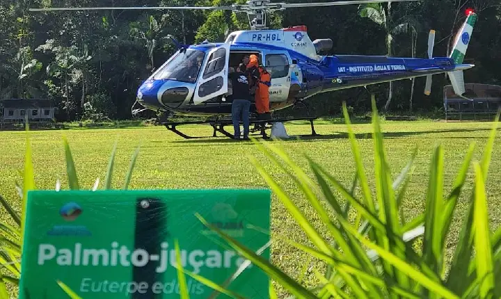 IAT faz dispersão de 700 mil sementes de palmito-juçara para restaurar a Mata Atlântica