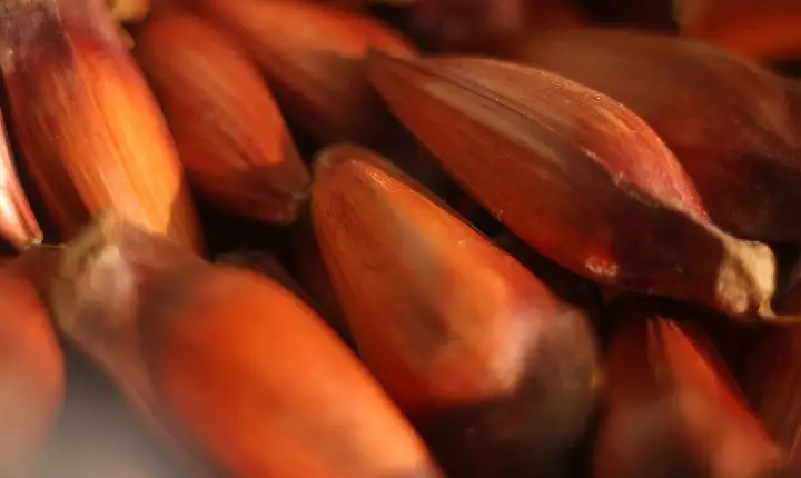 IAT reforça mudança na temporada do pinhão: venda começa em 15 de abril