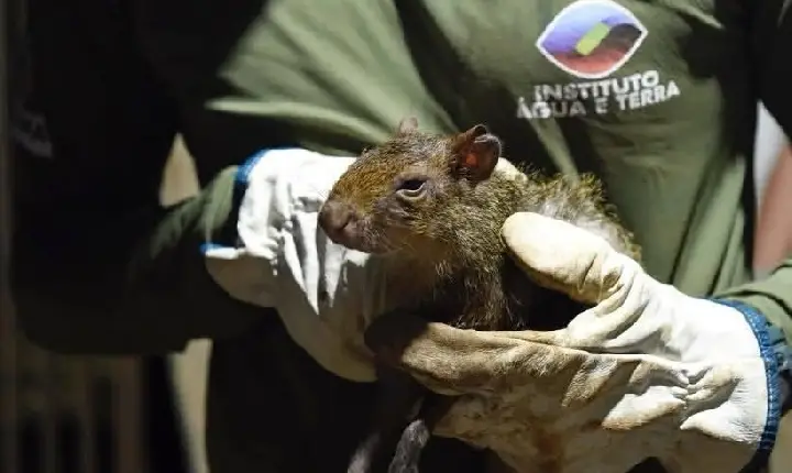 IAT RESGATA 38 ANIMAIS DE CRIADOURO IRREGULAR EM CANTAGALO