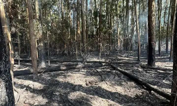 Incêndio em área de eucaliptos mobiliza equipes de combate em São Jorge D'Oeste