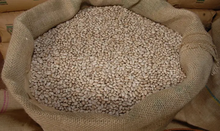 Maior produtor do Brasil, Paraná já colheu 72% da 