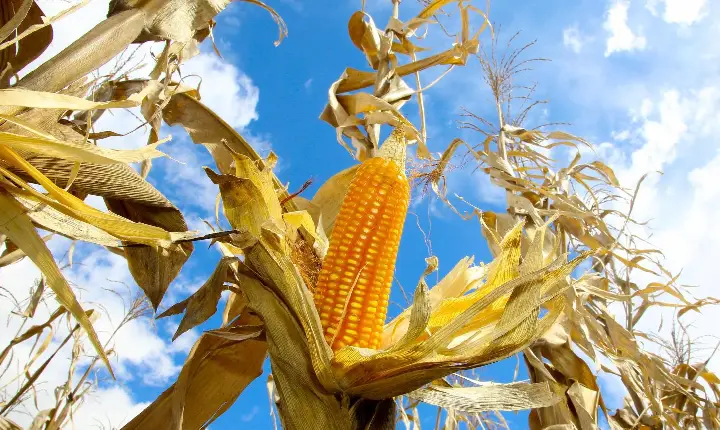 Mesmo com altas temperaturas e chuvas irregulares, soja e milho avançam no Paraná