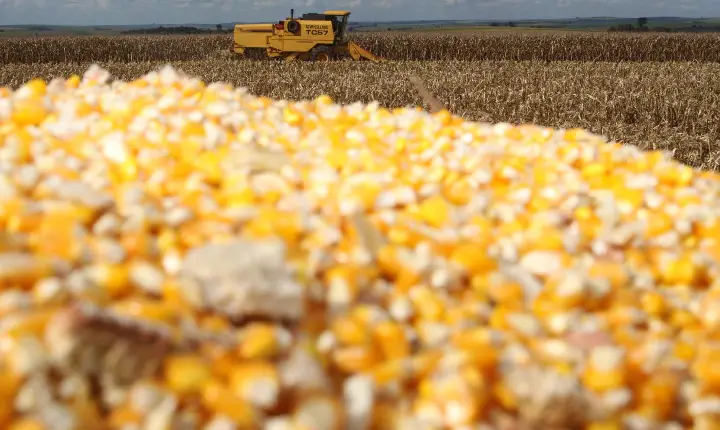 Milho chega ao fim do ano como principal aposta do produtor paranaense, aponta Deral