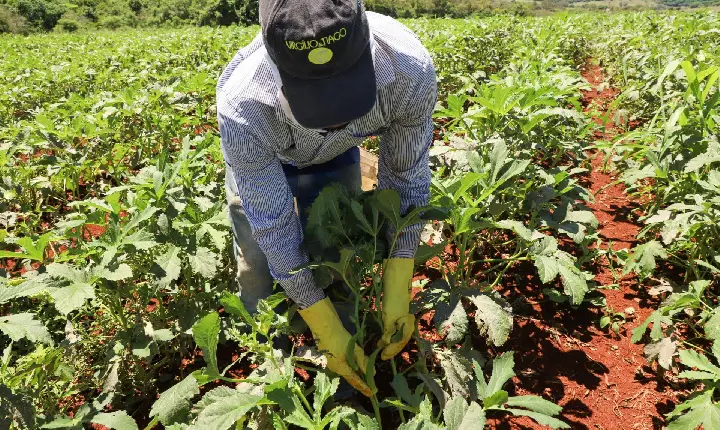Painel Agropecuária Paranaense amplia divulgação sobre crescimento da produção
