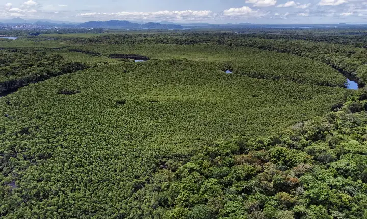 Paraná reduziu em 87,5% desmatamento da Mata Atlântica entre 2020 e 2025