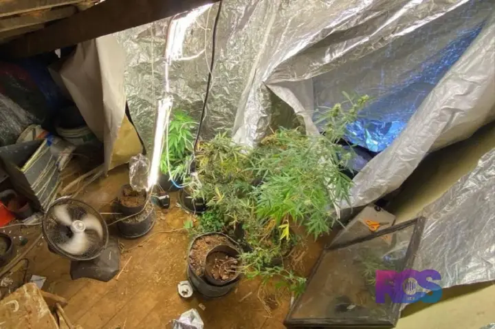 Polícia prende homem e apreende estufa clandestina de maconha em Dois Vizinhos