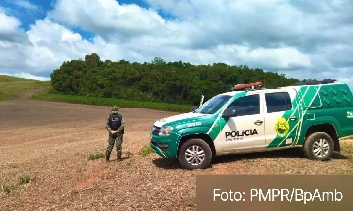 Possível avistamento de onça-parda mobiliza moradores e acende alerta no interior de Verê