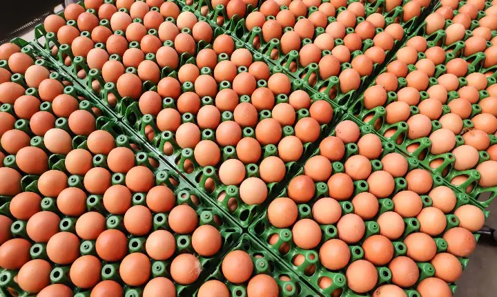 Preços de alimentos e bebidas caem pelo segundo mês consecutivo no Paraná