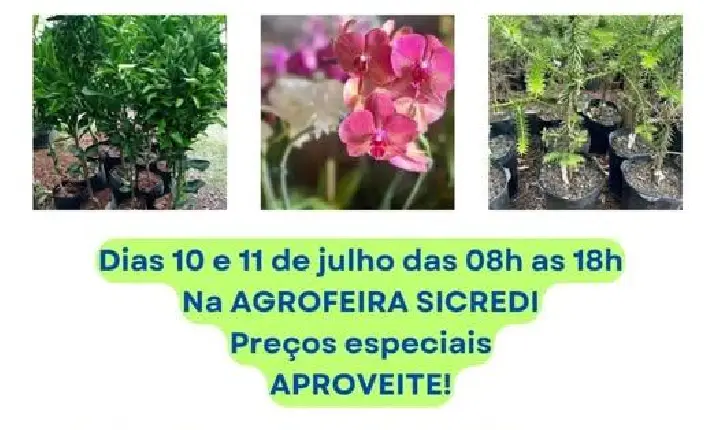Rotary promove edição especial da Feira de Mudas durante a Agrofeira Sicredi com renda revertida ao Banco Ortopédico