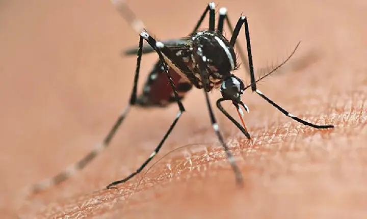 Secretaria da Saúde inicia publicação dos novos informes epidemiológicos da dengue