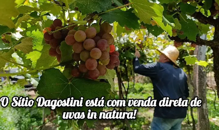 Sítio Dagostini inicia venda direta de uvas in natura na propriedade