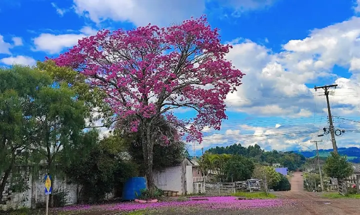 Tempo de ipês floridos em São Jorge D'Oeste!