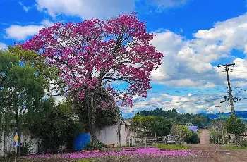 Galeria de Imagem
