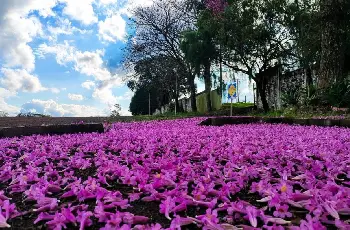 Galeria de Imagem