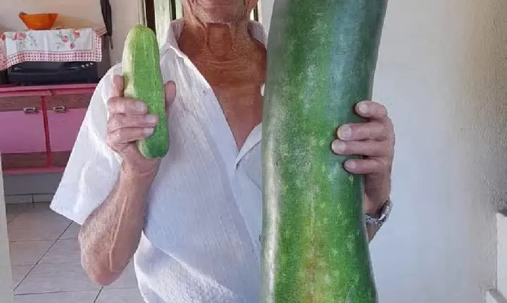 Um pepino impressionante, medindo 90 centímetros e pesando 7 quilos, chamou a atenção em Rio do Sul, no Alto Vale do Itajaí, em Santa Catarina. A hort