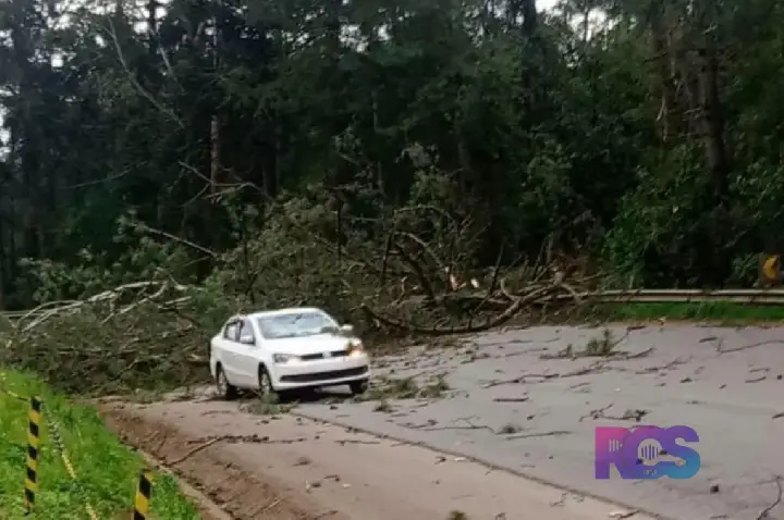VENDAVAL DERRUBA ÁRVORE SOBRE CARRO NA SC-355, EM VIDEIRA