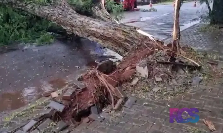 VENTOS FORTES DERRUBAM ÁRVORE DE GRANDE PORTE EM CASCAVEL