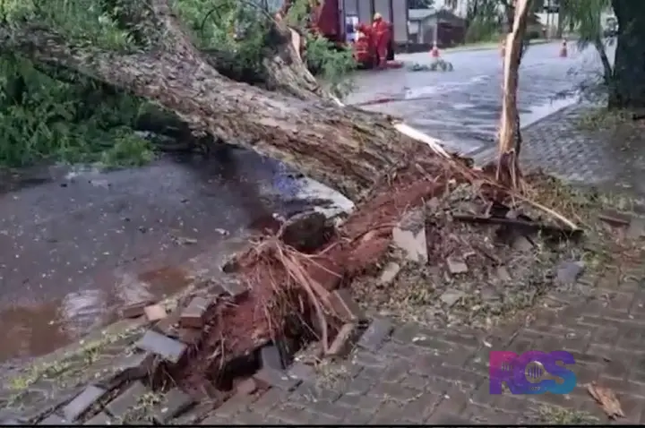 VENTOS FORTES DERRUBAM ÁRVORE DE GRANDE PORTE EM CASCAVEL