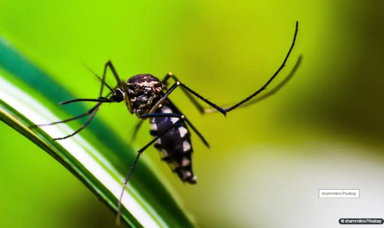 Dengue: Américas podem registrar pior surto da história, alerta Opas