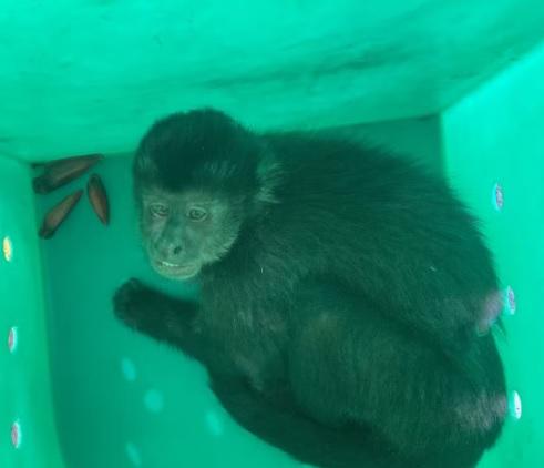 Macaco entra em supermercado, bebe cerveja, come pinhão e acaba sendo apreendido