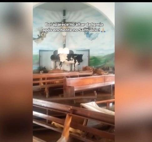 Vaca sobrevivente de enchente é encontrada em altar no Rio Grande do Sul