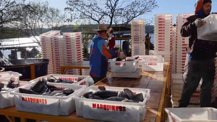 Frigorífico da Alpha Fish pode ser contruído em Dois Vizinhos