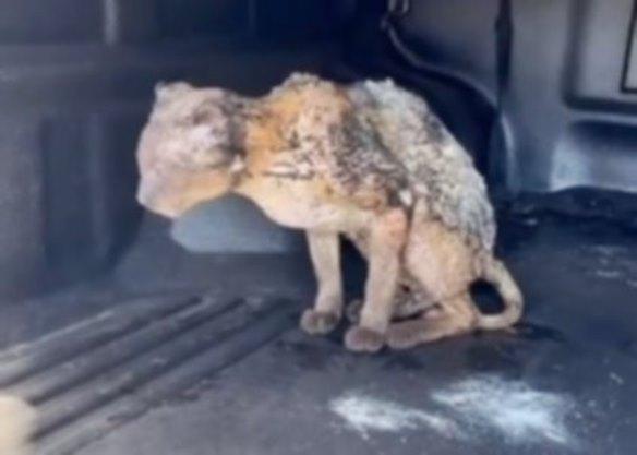 Gato morre após ser queimado com combustível; caso gerou indignação e revolta