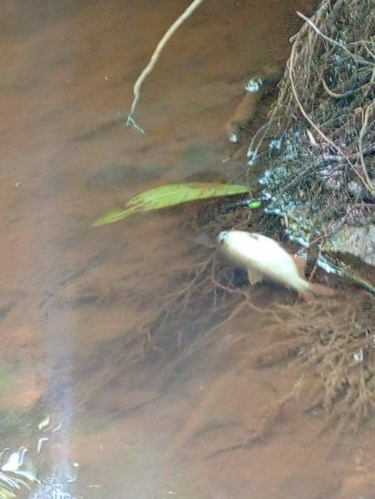 Vigilância sanitária verifica mortandade de peixes em córrego na Comunidade de Pio X