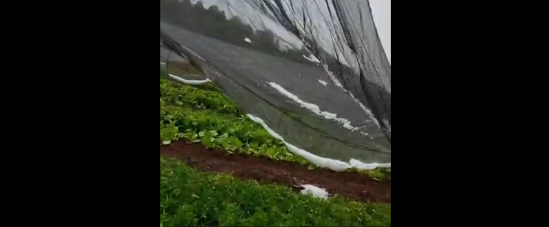 Granizo causa prejuízos em plantação de verduras na comunidade São Geraldo, em São Jorge D’Oeste
