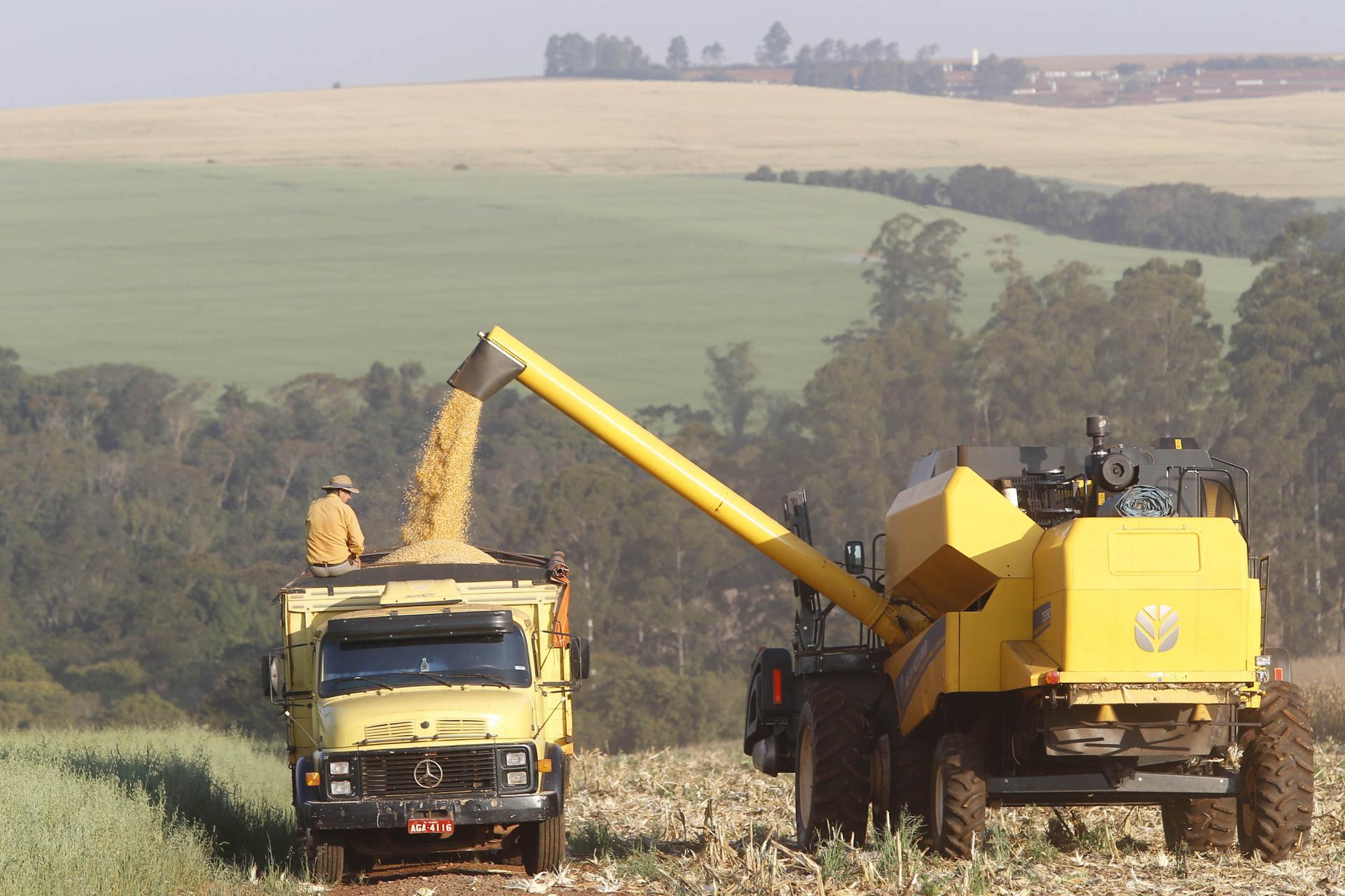 Paraná projeta maior safra de milho da história em 24/25, mesmo com perdas climáticas