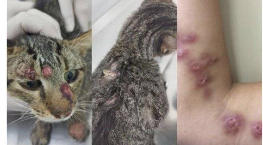 Dois Vizinhos confirma casos de esporotricose e reforça alerta sobre riscos à saúde humana e animal