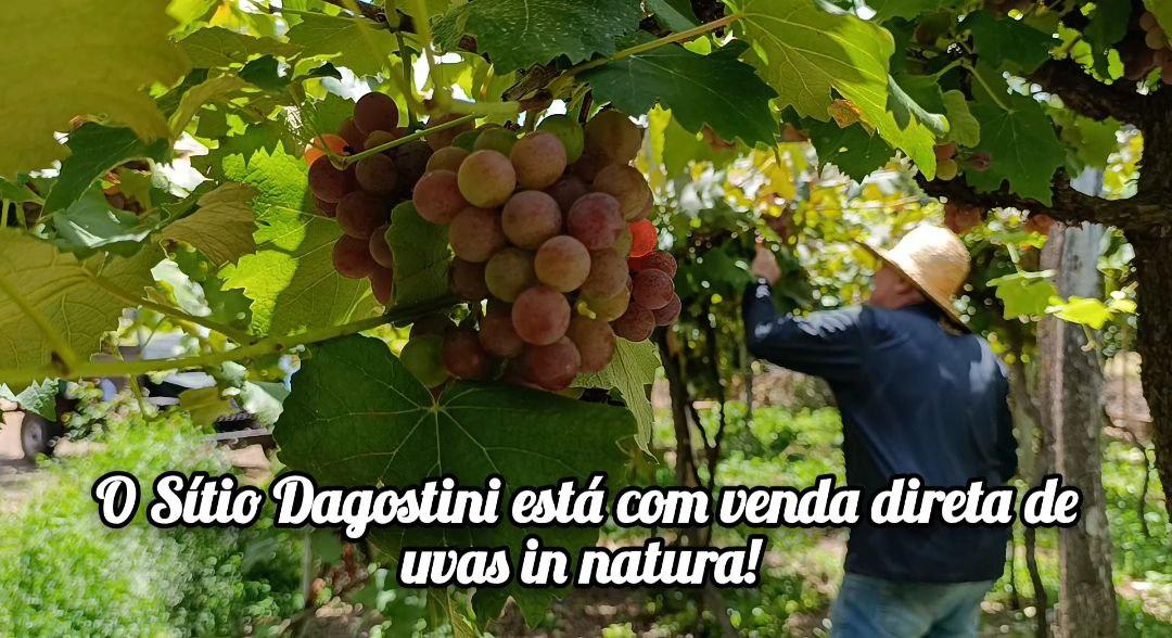 Sítio Dagostini inicia venda direta de uvas in natura na propriedade