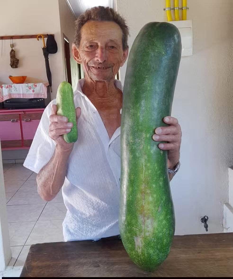 Um pepino impressionante, medindo 90 centímetros e pesando 7 quilos, chamou a atenção em Rio do Sul, no Alto Vale do Itajaí, em Santa Catarina. A hort